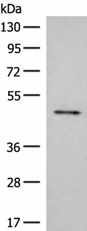 Western blot analysis of Mouse small intestines tissue lysate using SCRN2 Polyclonal Antibody at dilution of 1:350