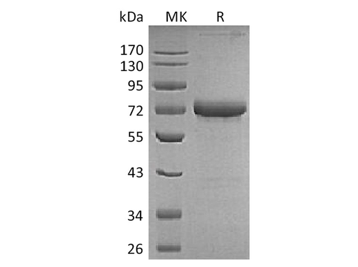 Recombinant Human OX40/TNFRSF4 Protein (Fc & Avi Tag) - ABMIUM