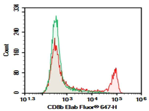 Anti-Mouse Cd8b Antibody [YTS156.7.7] - ABMIUM