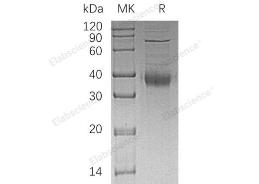 > 80 % as determined by reducing SDS-PAGE.