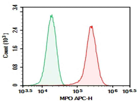 Anti-Human MPO Antibody [1B10] - ABMIUM