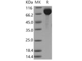 > 95 % as determined by reducing SDS-PAGE.