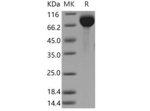 > 95 % as determined by reducing SDS-PAGE.