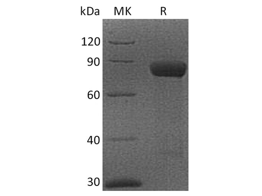 > 95 % as determined by reducing SDS-PAGE.