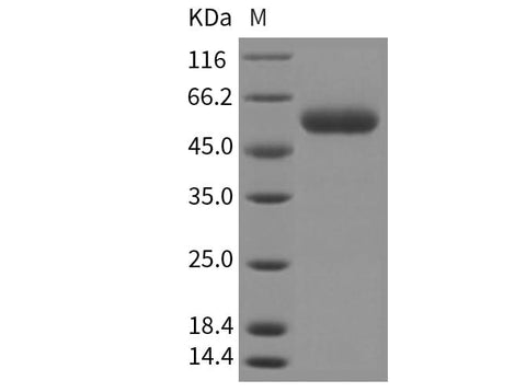 > 95 % as determined by reducing SDS-PAGE.