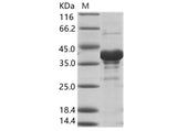> 80 % as determined by reducing SDS-PAGE.