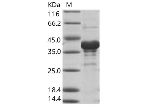 > 80 % as determined by reducing SDS-PAGE.