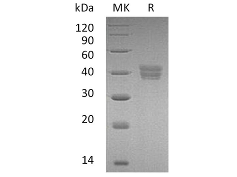 > 95 % as determined by reducing SDS-PAGE.