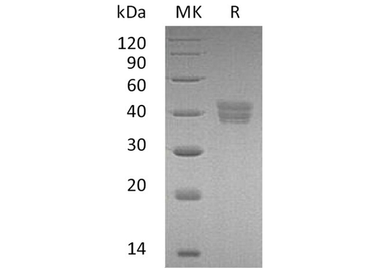 > 95 % as determined by reducing SDS-PAGE.