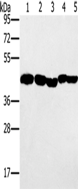 Anti-Human/Mouse/Rat PON1 Antibody - ABMIUM