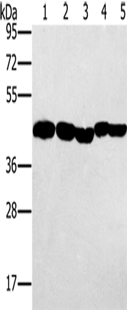 Anti-Human/Mouse/Rat PON1 Antibody - ABMIUM