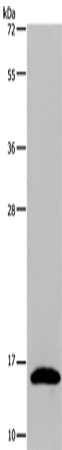 Anti-Human/Mouse REG3G Antibody - ABMIUM