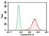 Anti-Human CD146 Antibody [P1H12] - ABMIUM