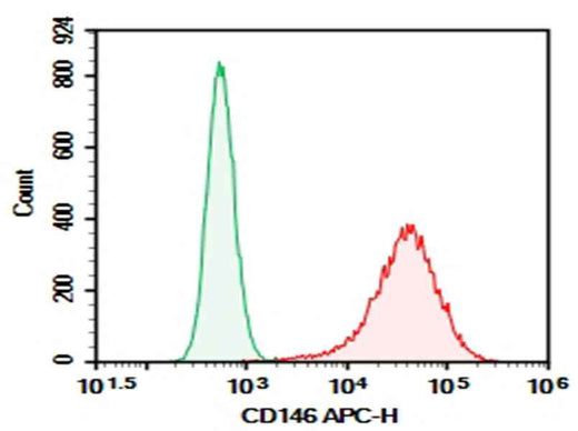 Anti-Human CD146 Antibody [P1H12] - ABMIUM