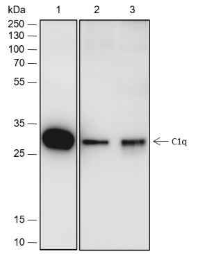 Anti-Human C1q Antibody [A512] - ABMIUM