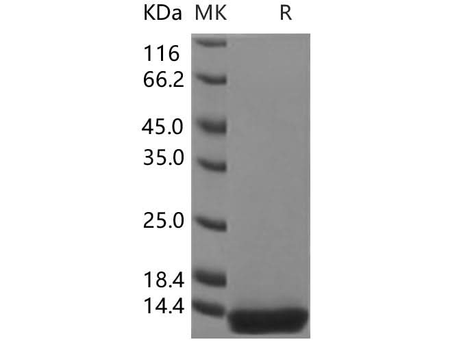 > 95 % as determined by reducing SDS-PAGE.