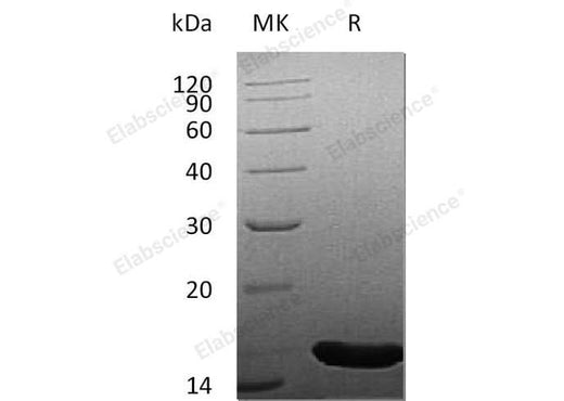 > 95 % as determined by reducing SDS-PAGE.