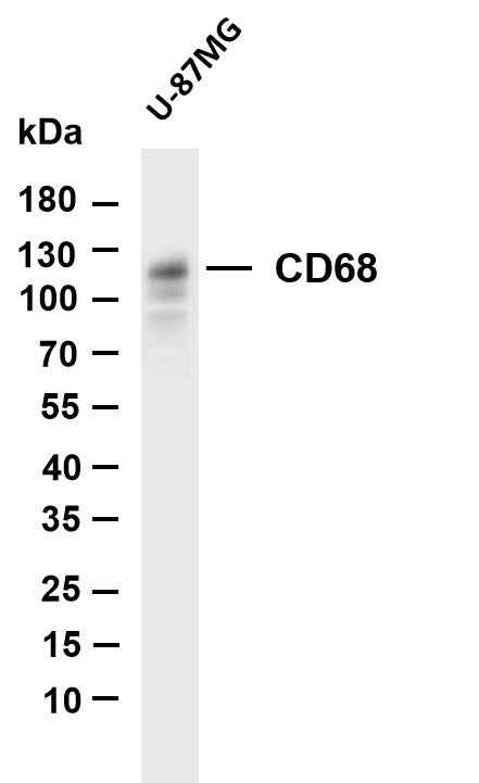 Anti-Human CD68 Antibody [B831] - ABMIUM