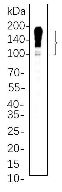Anti-Human/Mouse/Rat MUC2 Antibody [B634] - ABMIUM