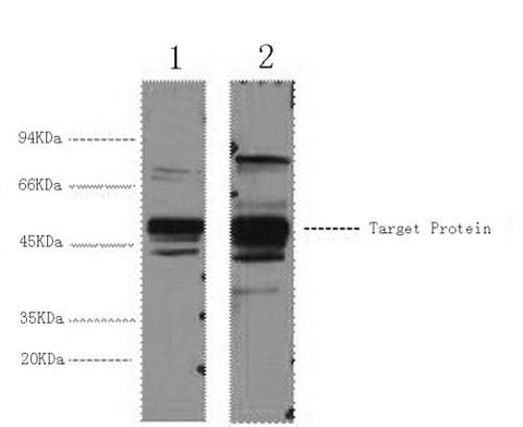 Western Blot analysis of 1) Hela, 2) 293T cells using XRCC4 Monoclonal Antibody at dilution of 1:3000.