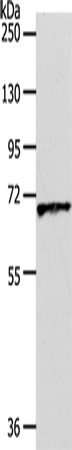 Anti-Human/Mouse/Rat OCT-3 Antibody - ABMIUM