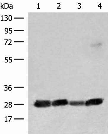 Anti-Human CD48 Antibody