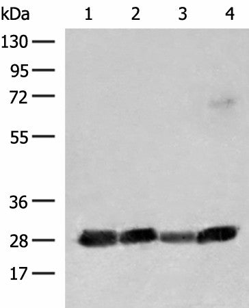 Western blot analysis of 231 K562 Jurkat and Raji cell lysates using CD48 Polyclonal Antibody at dilution of 1:550