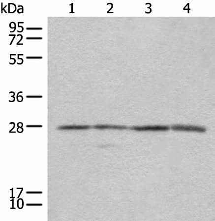 Anti-Human COMT Antibody