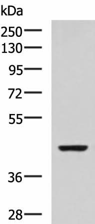 Western blot analysis of SP20 cell lysate using ISL2 Polyclonal Antibody at dilution of 1:800