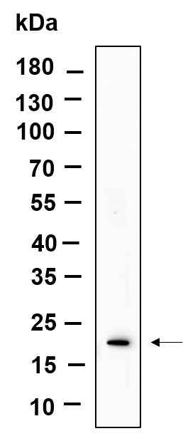 Anti-Human/Mouse/Rat Histone H3 Antibody [B891] - ABMIUM