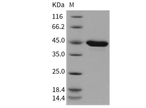 > 98 % as determined by reducing SDS-PAGE.
