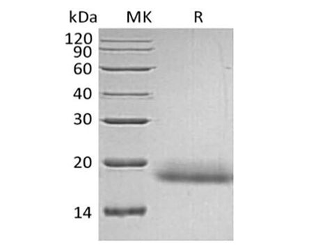 Recombinant Human CD99/MIC2 (C-6His) - ABMIUM