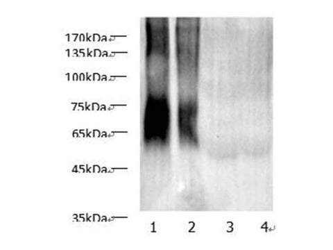 Western blot of anti-MAA Lysine Polyclonal Antibody at dilution of 1:1000. Lane 1: MAA-HSA (10ug/lane) Lane 2: MAA- HSA (5ug/lane), Lane 3: HSA (10ug/lane),Lane 4: HSA (5ug/lane).
