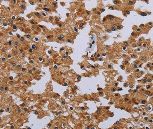 Anti-Human/Mouse/Rat IFRD1 Antibody