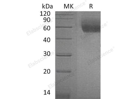 > 95 % as determined by reducing SDS-PAGE.