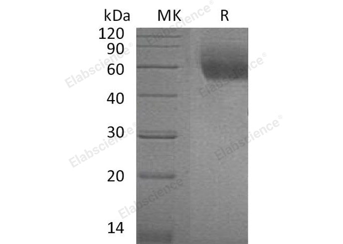 > 95 % as determined by reducing SDS-PAGE.