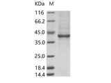 > 90 % as determined by reducing SDS-PAGE.