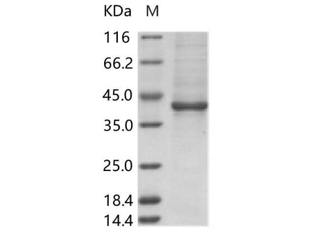 > 90 % as determined by reducing SDS-PAGE.