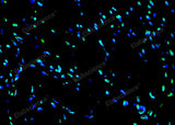 Paraffin embedded rat heart was treated with DNase I to fragment the DNA. DNA strand breaks showed intense fluorescent staining in DNase I treated sample (green). The cells were counterstained with DAPI (blue).This photo was taken by confocal microscope.