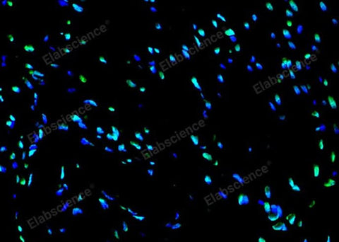 Paraffin embedded rat heart was treated with DNase I to fragment the DNA. DNA strand breaks showed intense fluorescent staining in DNase I treated sample (green). The cells were counterstained with DAPI (blue).This photo was taken by confocal microscope.