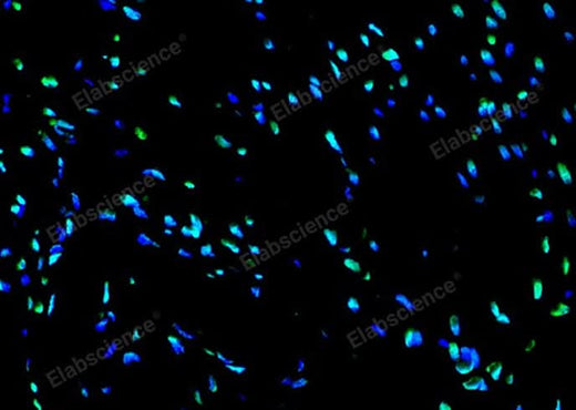 Paraffin embedded rat heart was treated with DNase I to fragment the DNA. DNA strand breaks showed intense fluorescent staining in DNase I treated sample (green). The cells were counterstained with DAPI (blue).This photo was taken by confocal microscope.