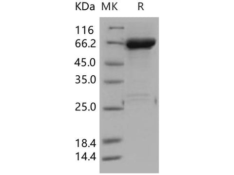 > 94 % as determined by reducing SDS-PAGE.