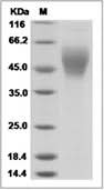 Recombinant Human B7-H6 Protein (His Tag) - ABMIUM