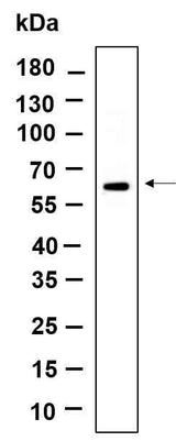 Anti-Human POC5 Antibody [B973]