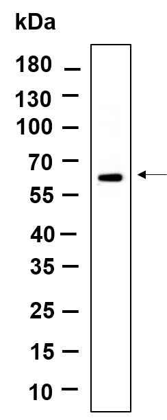 Anti-Human POC5 Antibody [B973] - ABMIUM