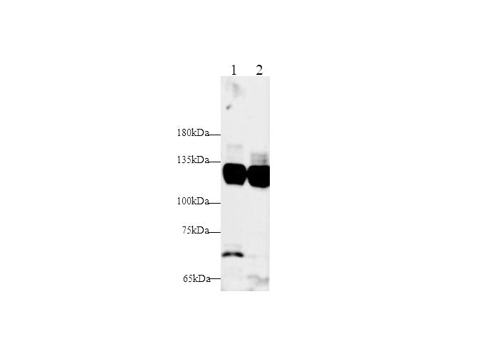 Anti-Mouse/Rat IFNAR1 Antibody - ABMIUM