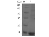 SDS-PAGE analysis of Human INE1 proteins, 2 μg/lane of Recombinant Human INE1 proteins was resolved with SDS-PAGE under reducing conditions, showing bands at 12 kDa.