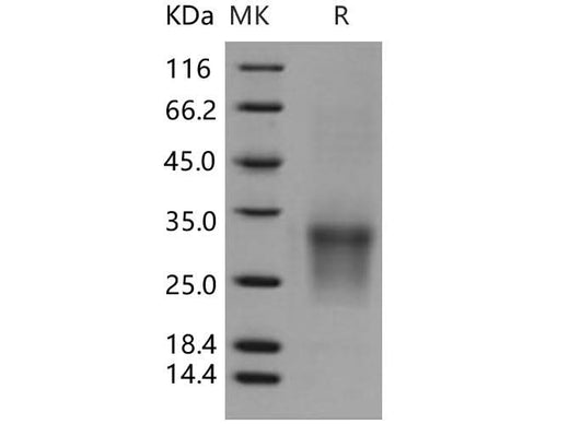 > 90 % as determined by reducing SDS-PAGE.