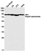 Western blot detection of Hsp90 alpha/beta in Rat Brain,C6,3T3,Hela cell lysates using Hsp90 alpha/beta Rabbit mAb(1:1000 diluted).Predicted band size:85,83kDa.Observed band size:90kDa.