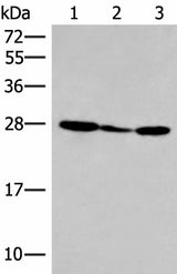 Western blot analysis of 293T cell lysate using HLA-DOB Polyclonal Antibody at dilution of 1:400